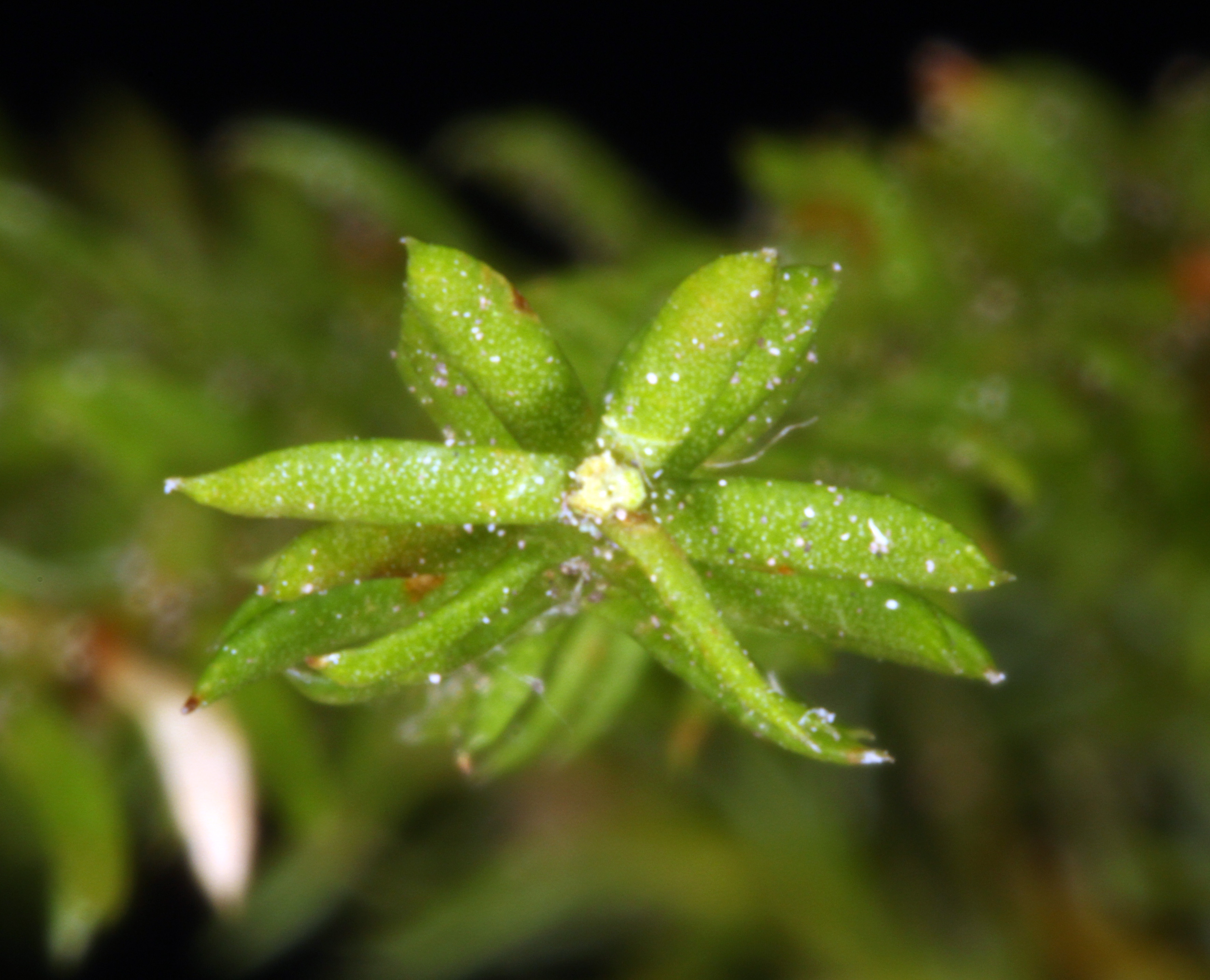 Dendrolycopodium dendroideum