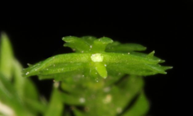 Dendrolycopodium obscurum