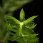 Dendrolycopodium hickeyi