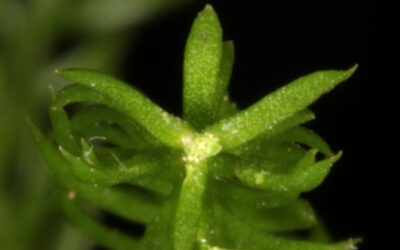 Dendrolycopodium hickeyi