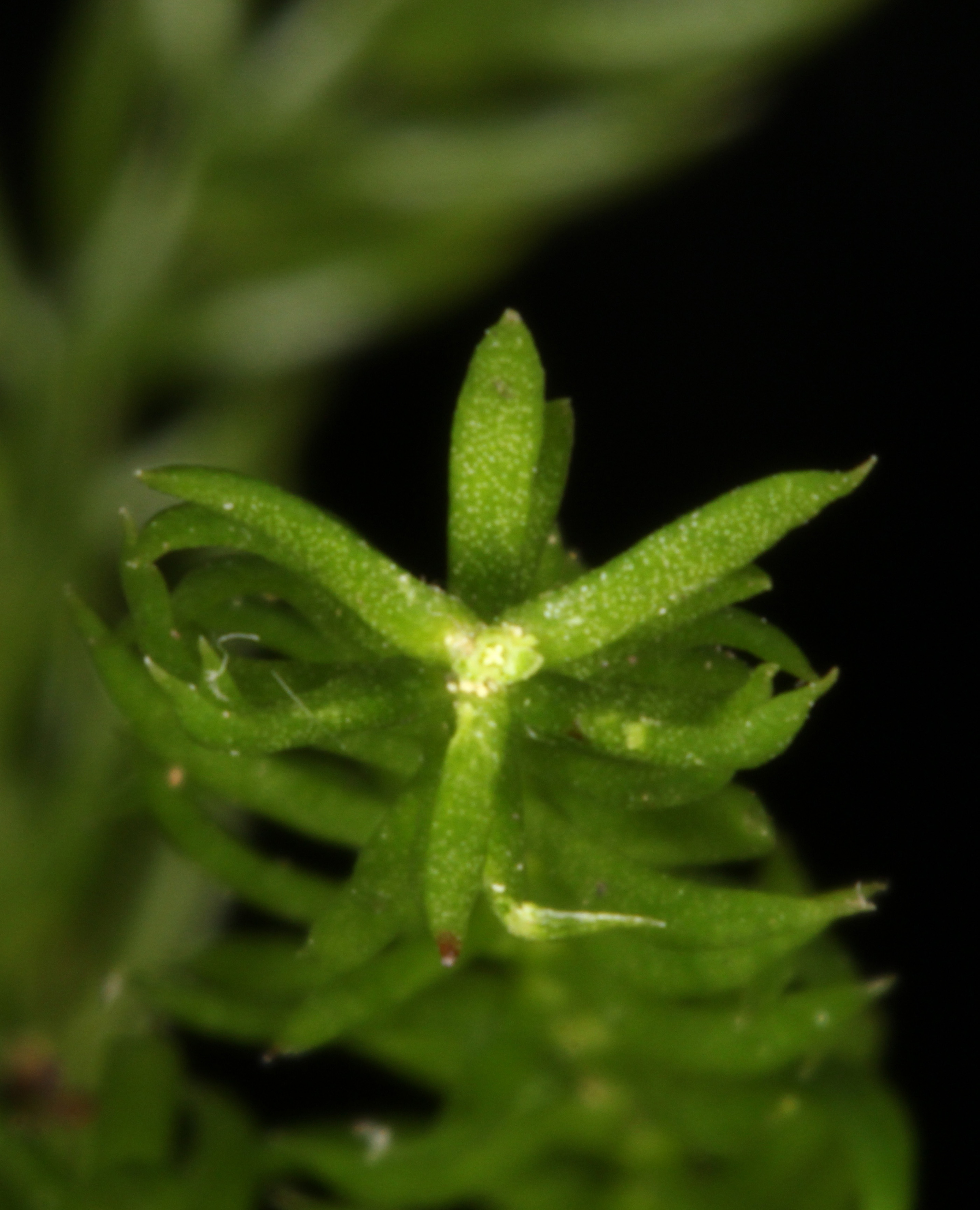 Dendrolycopodium hickeyi