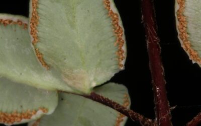 Pellaea atropurpurea