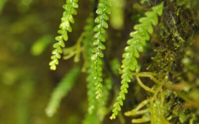 Ascogrammitis anfractuosa