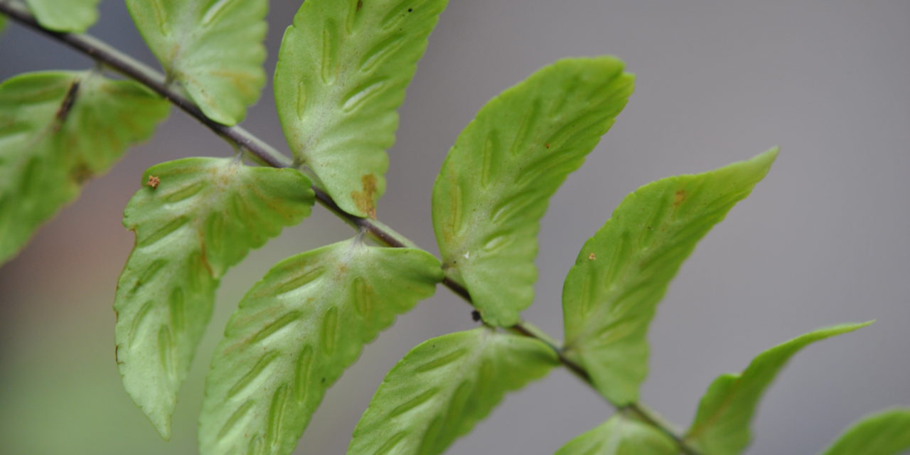 Asplenium auriculatum