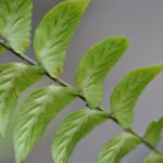 Asplenium auriculatum