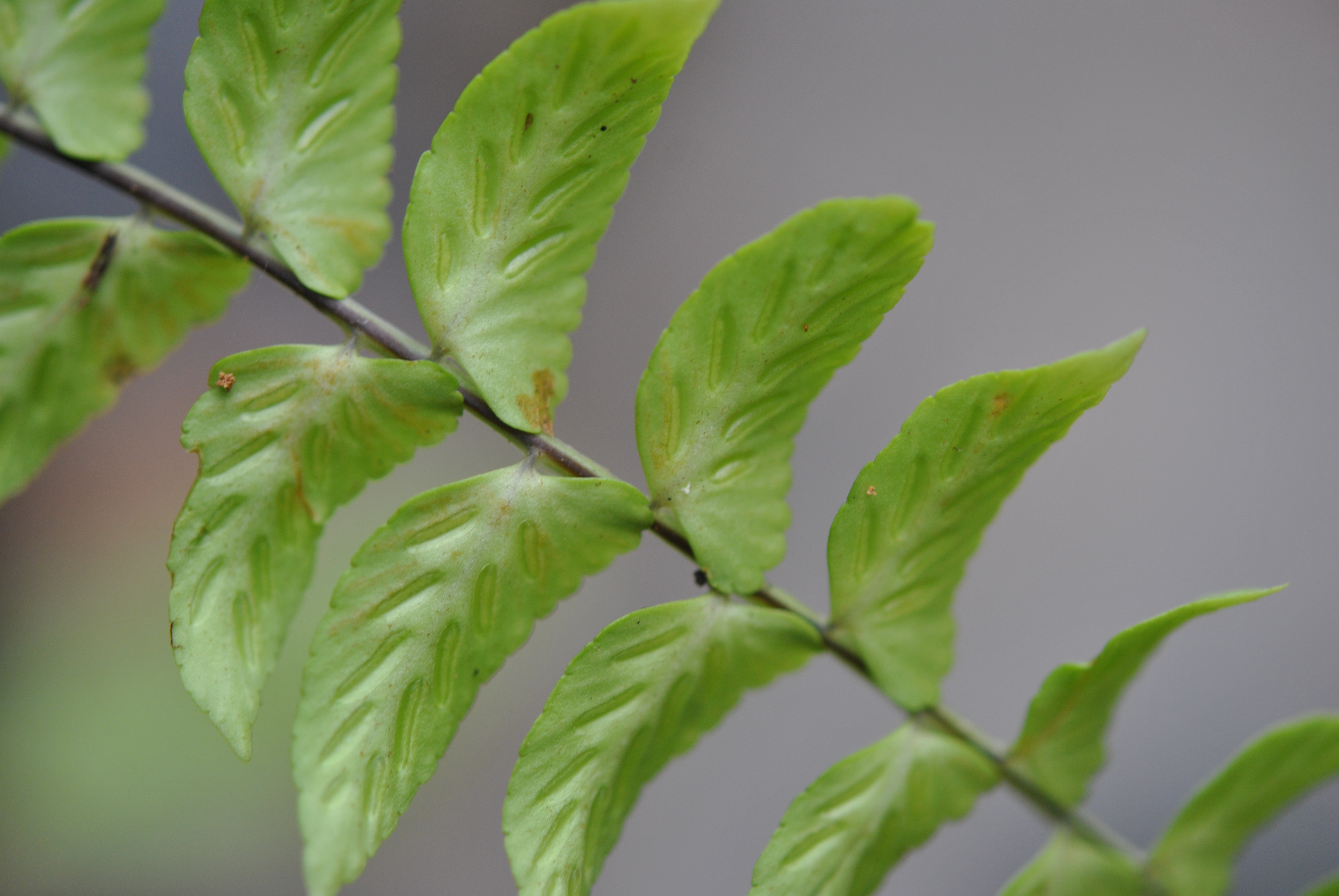 Asplenium auriculatum