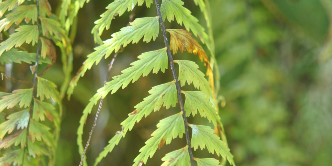 Asplenium dissectum