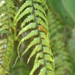 Asplenium dissectum