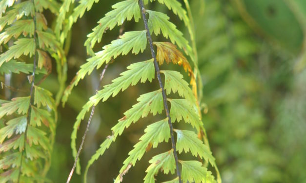 Asplenium dissectum