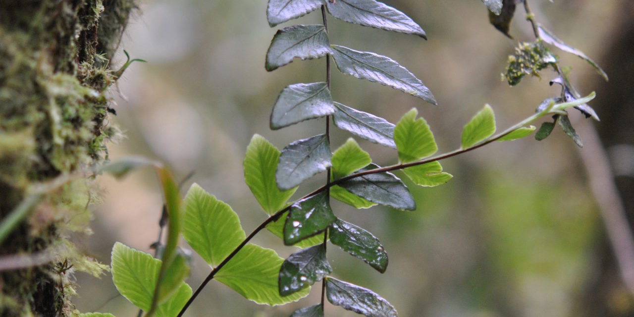 Asplenium cirrhatum