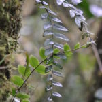 Asplenium cirrhatum