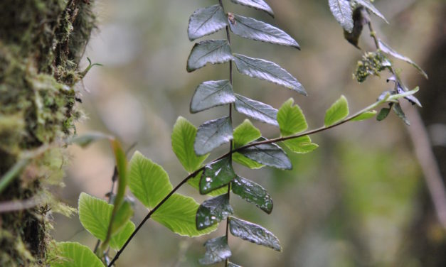 Asplenium cirrhatum