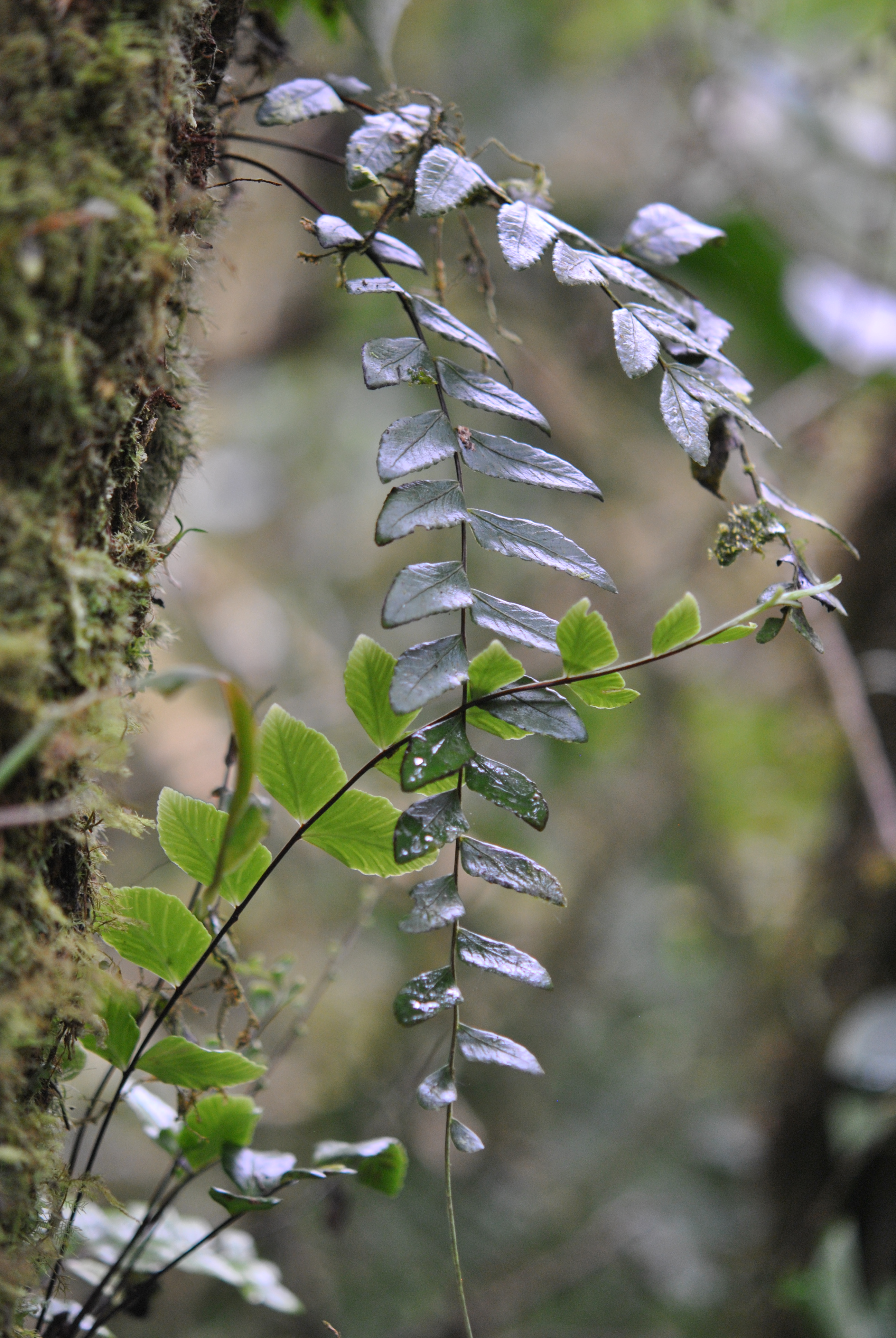 Asplenium cirrhatum