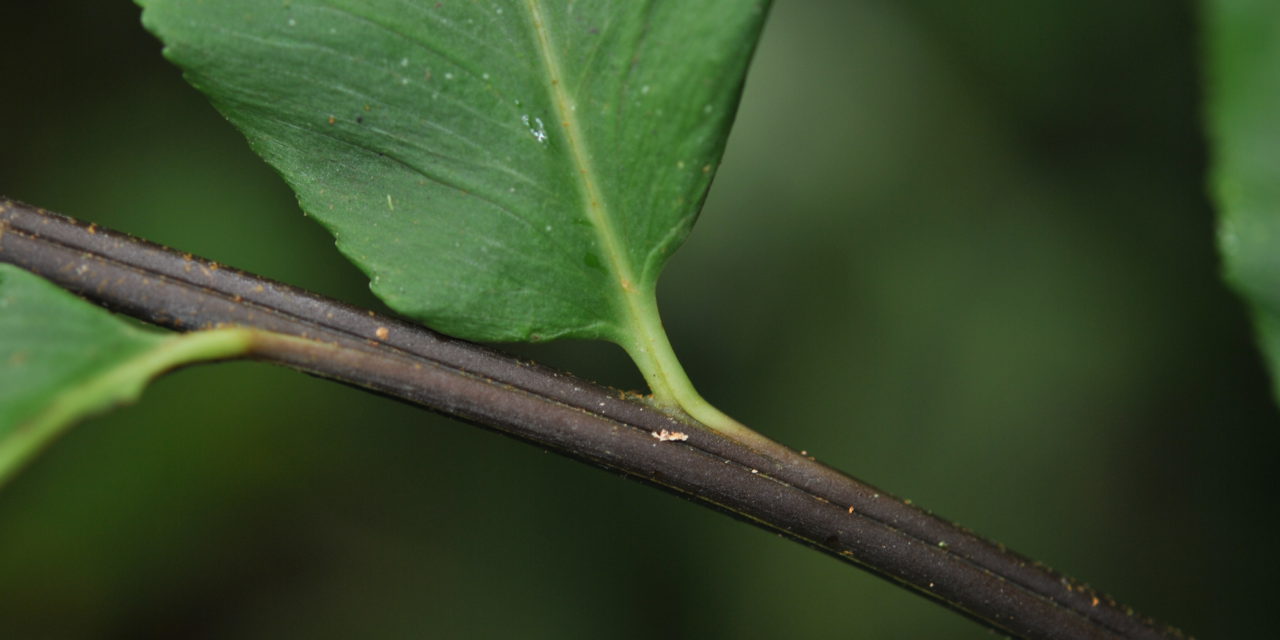 Asplenium serra