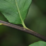 Asplenium serra