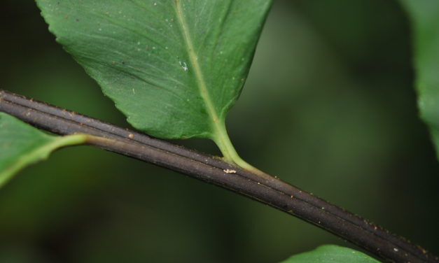 Asplenium serra