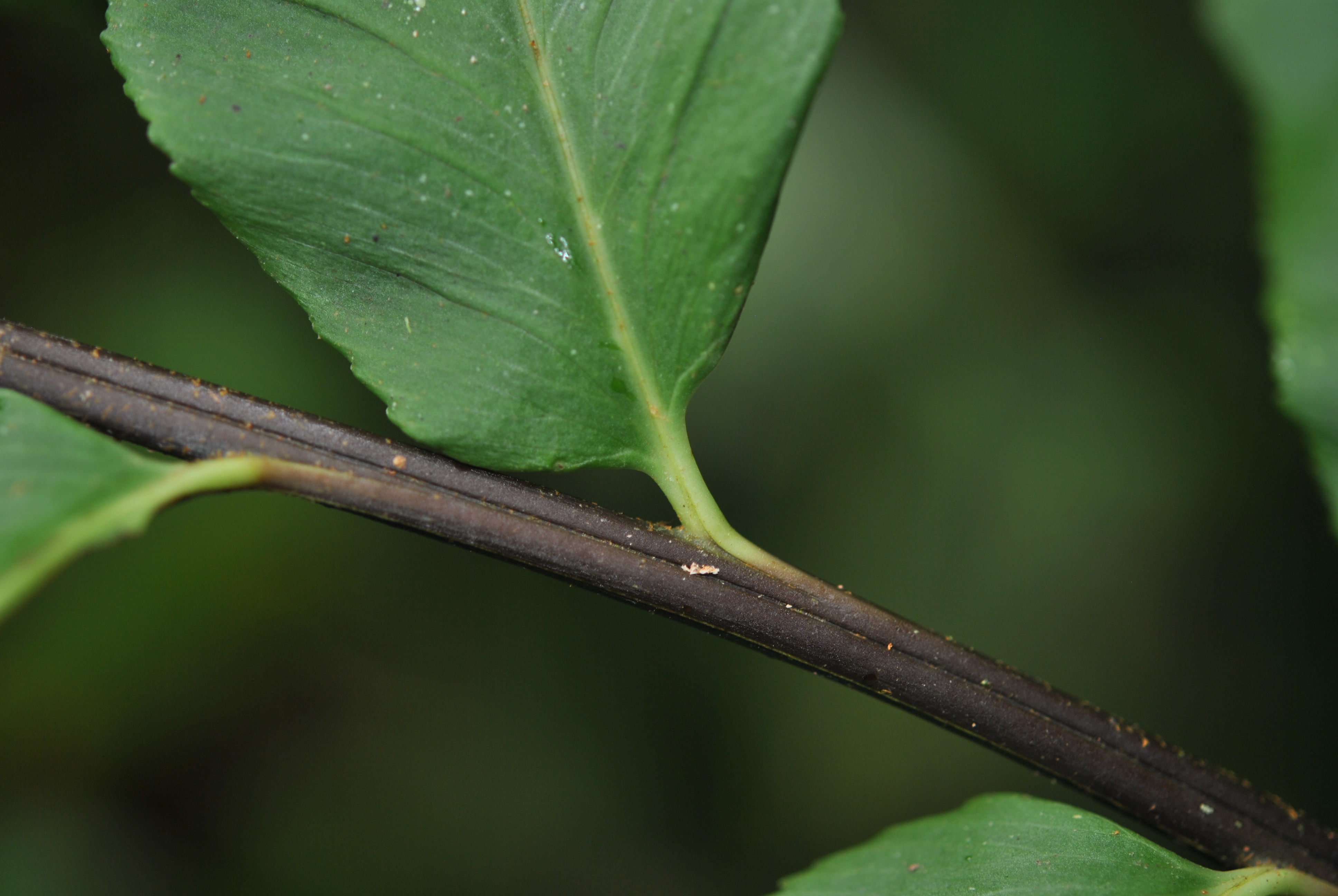 Asplenium serra