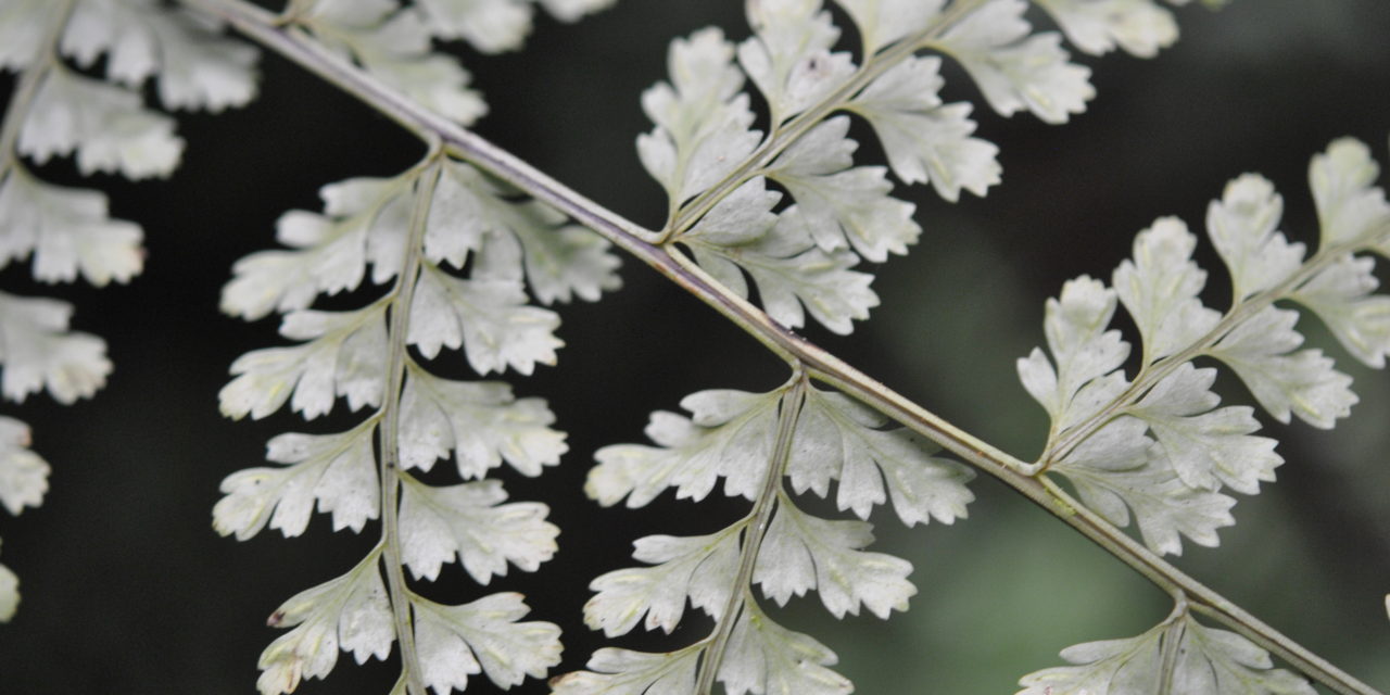 Asplenium uniseriale