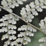 Asplenium uniseriale