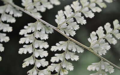 Asplenium uniseriale