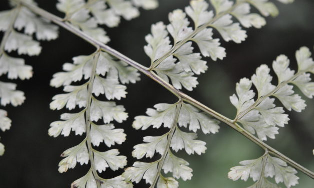 Asplenium uniseriale