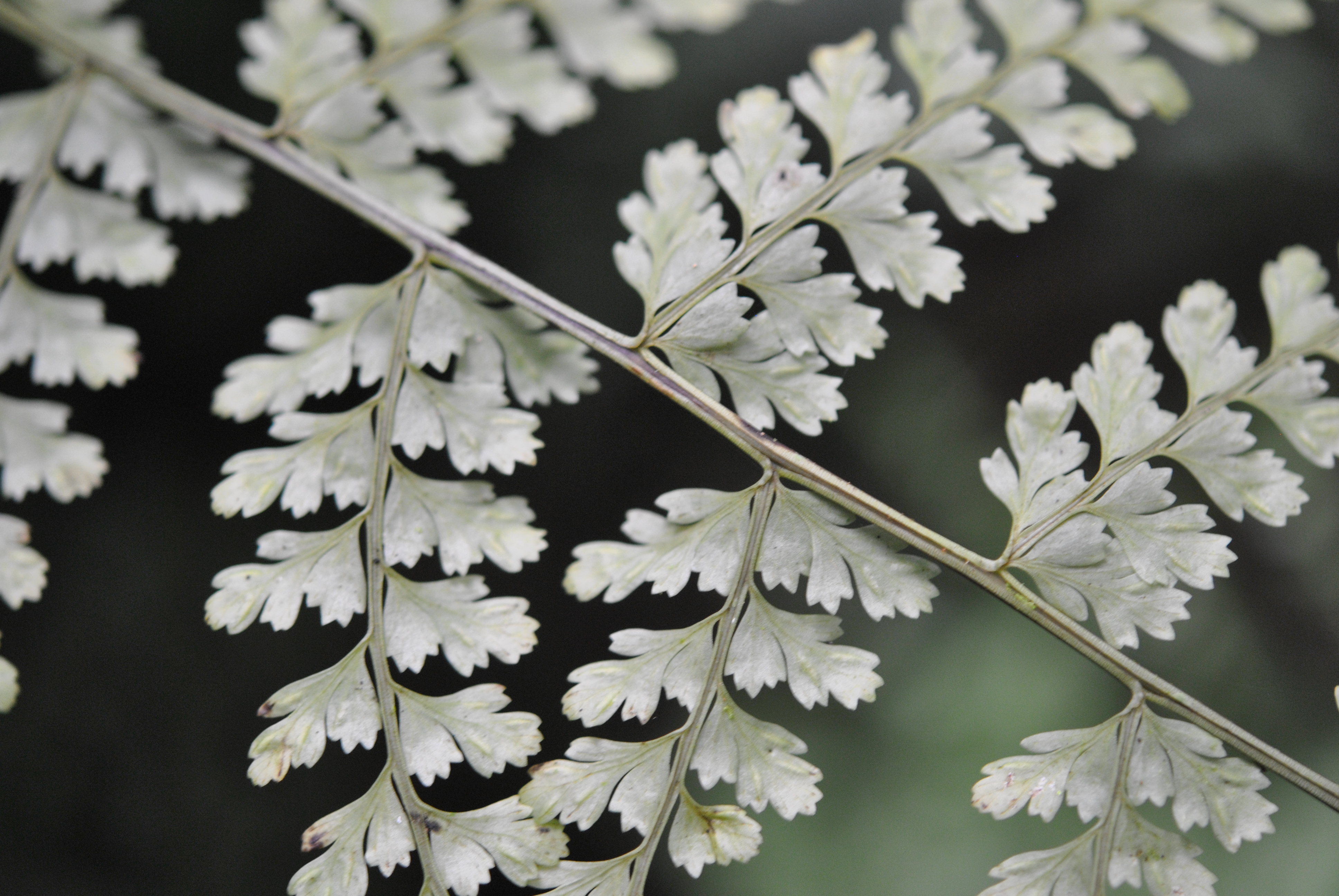 Asplenium uniseriale