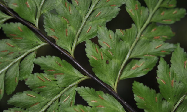 Asplenium lindenii