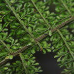 Asplenium rutaceum