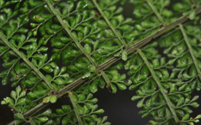Asplenium rutaceum