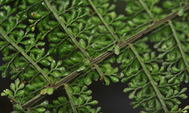 Asplenium rutaceum