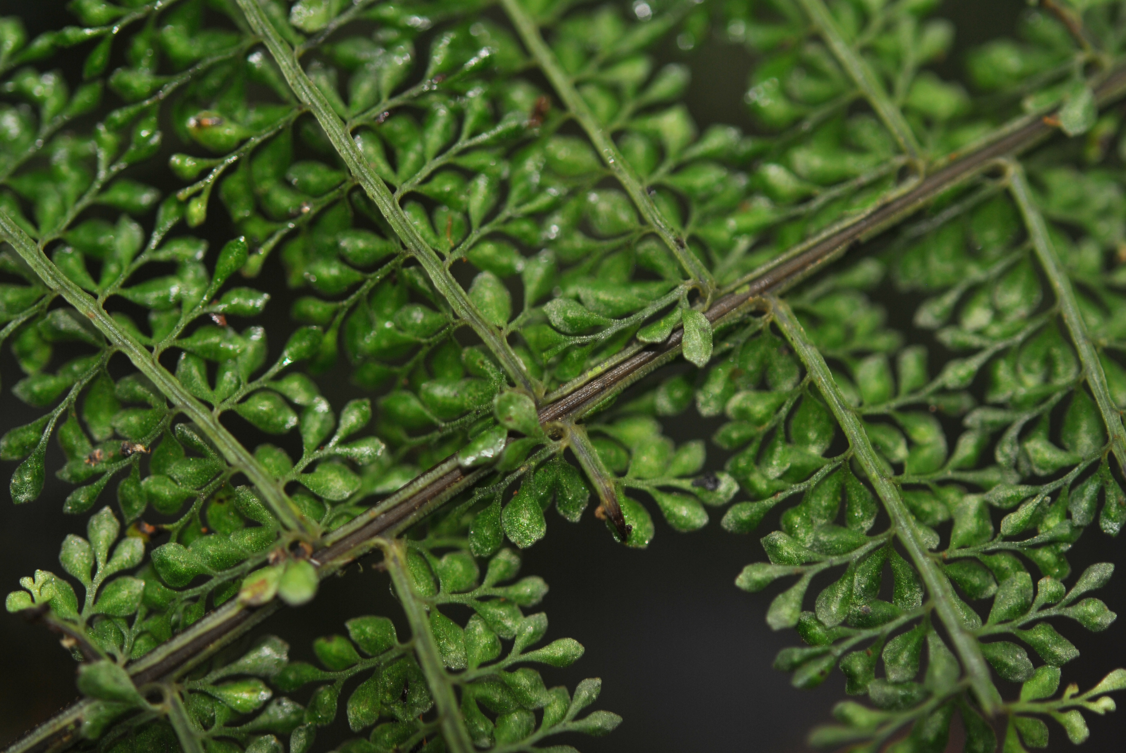 Asplenium rutaceum