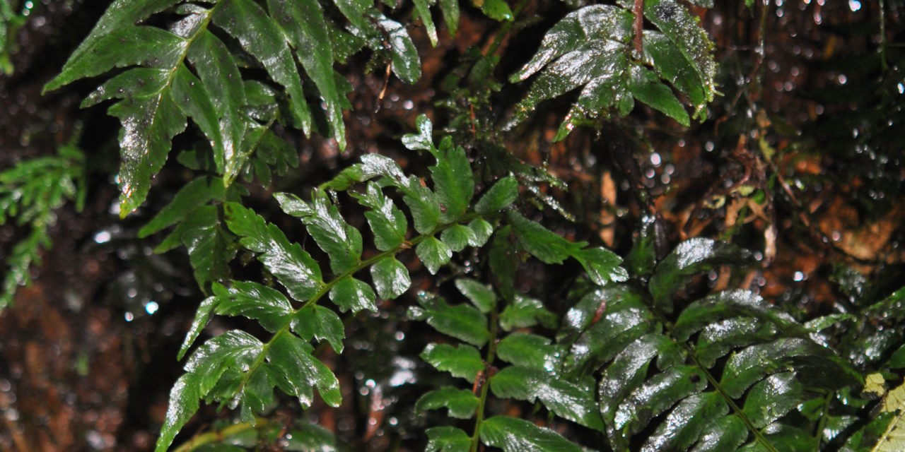 Hymenasplenium riparium