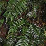 Hymenasplenium riparium