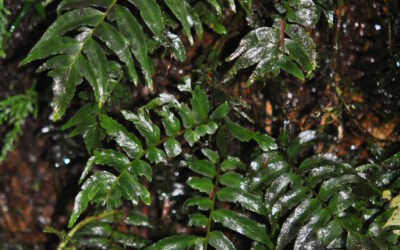 Hymenasplenium riparium