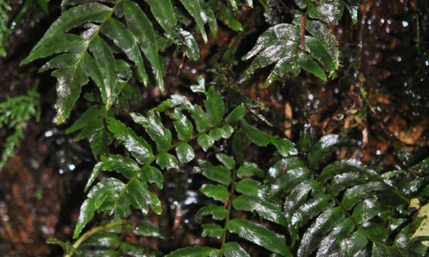 Hymenasplenium riparium