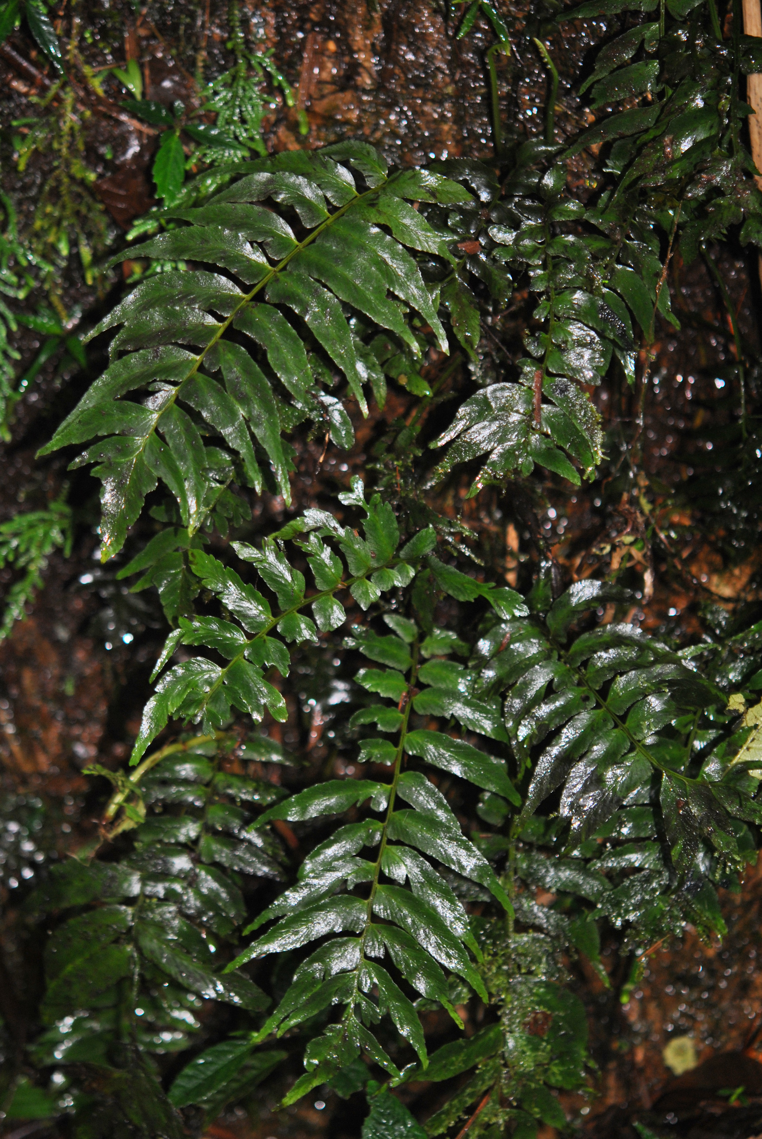 Hymenasplenium riparium