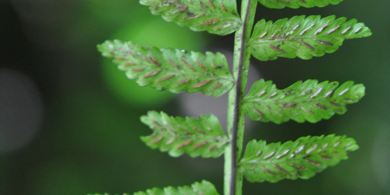 Asplenium alatum