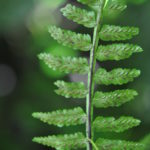 Asplenium alatum