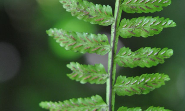 Asplenium alatum