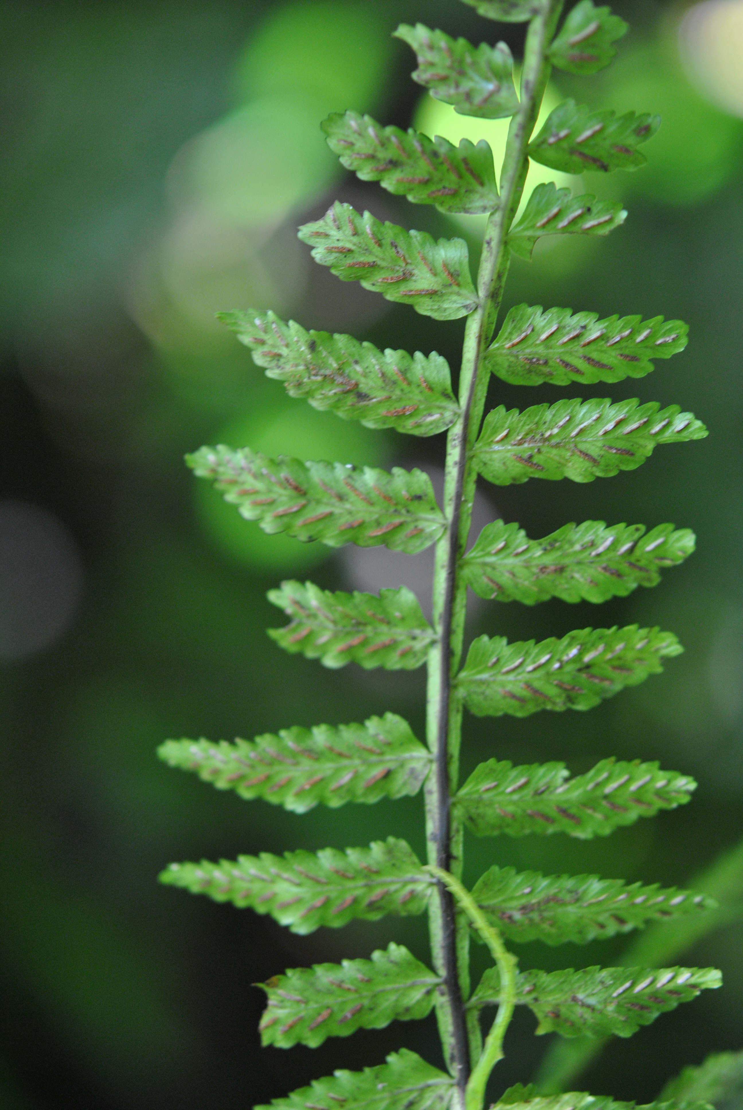 Asplenium alatum