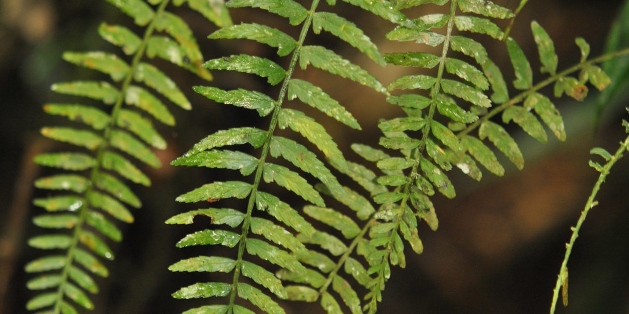 Asplenium auritum