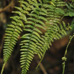 Asplenium auritum