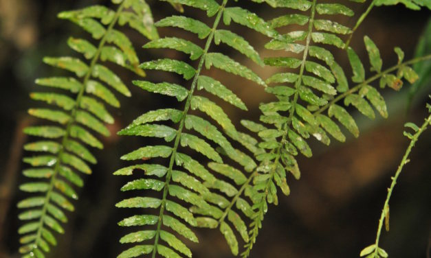 Asplenium auritum