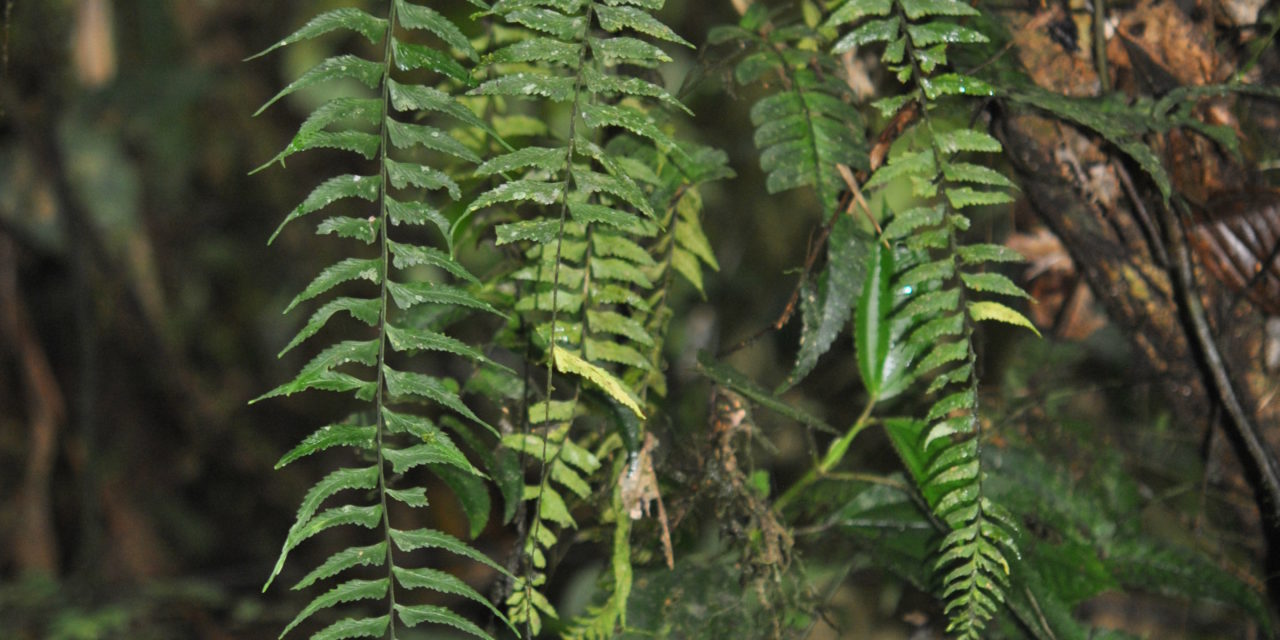 Asplenium harpeodes Kunze