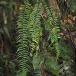 Asplenium harpeodes Kunze