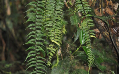 Asplenium harpeodes Kunze
