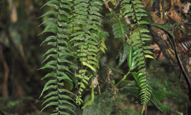 Asplenium harpeodes Kunze