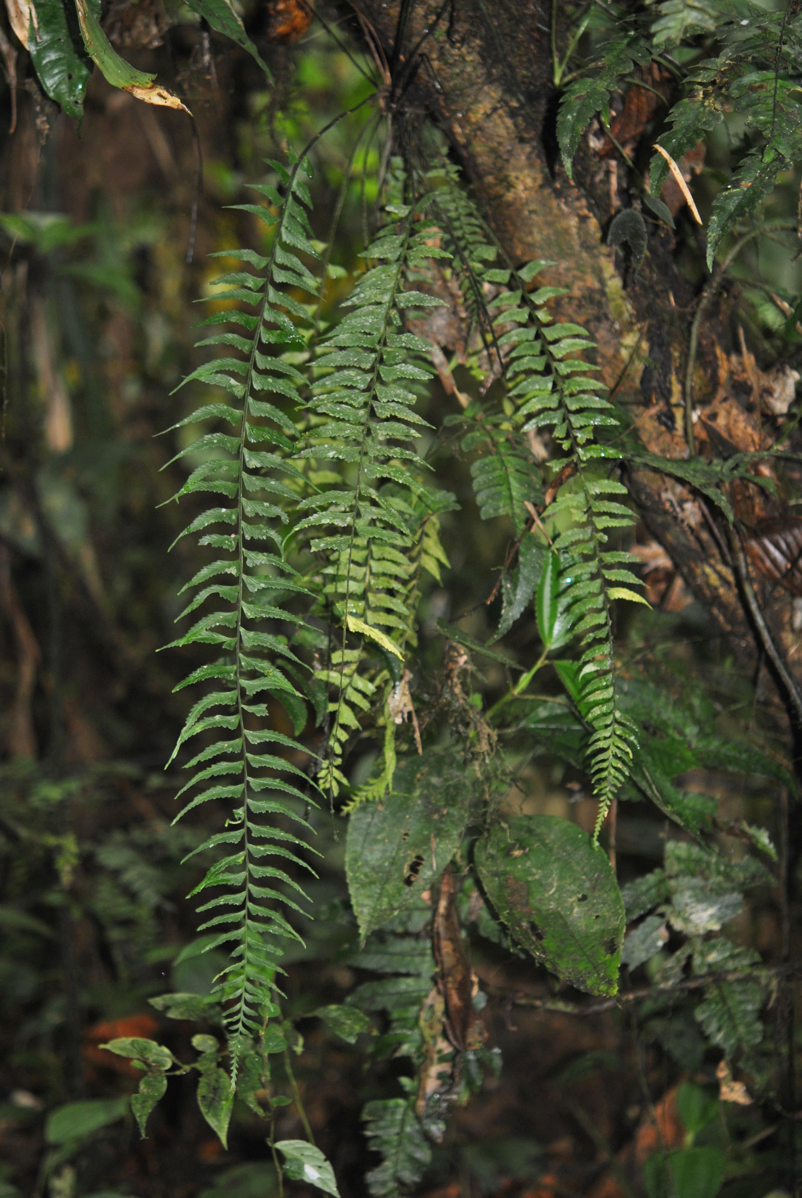 Asplenium harpeodes Kunze