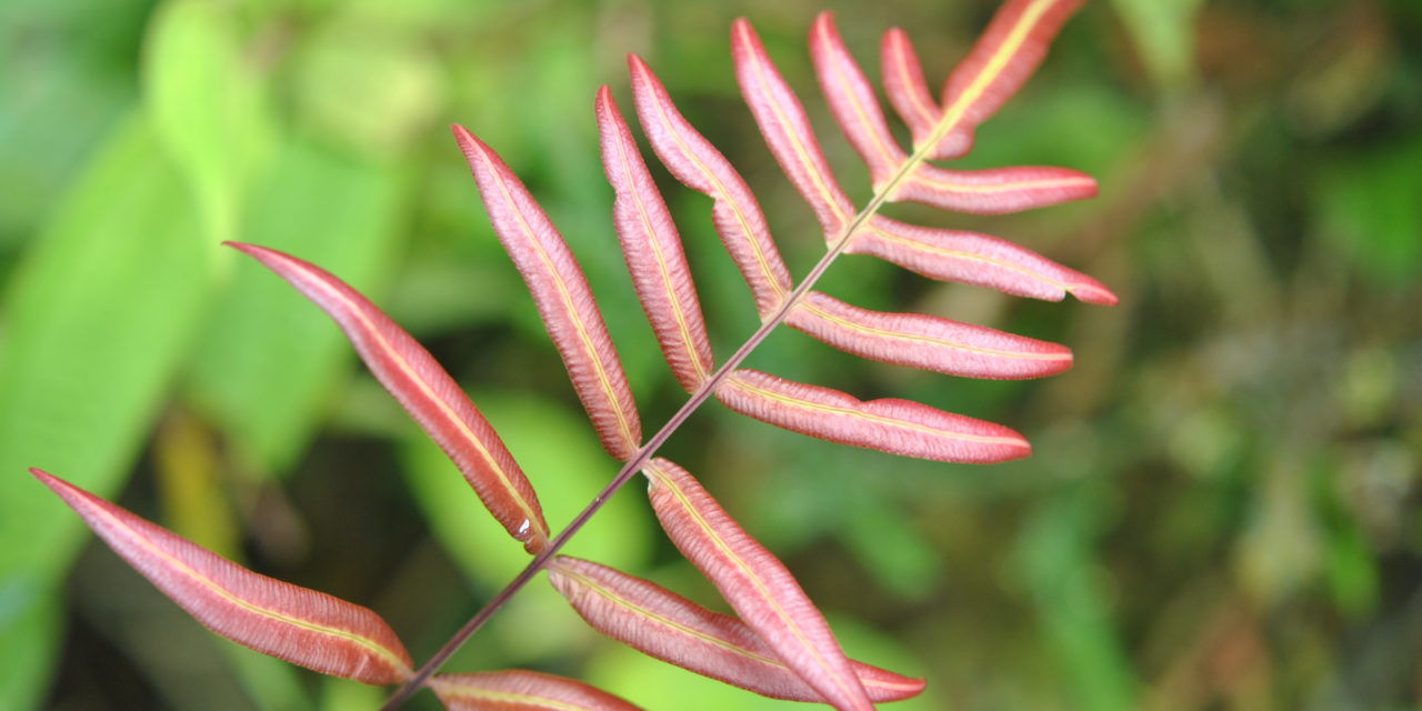 Blechnum gracile