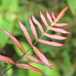 Blechnum gracile